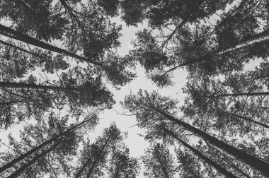 Ormandaki çam ağaçlarının en fazla. Tek renkli fotoğraf