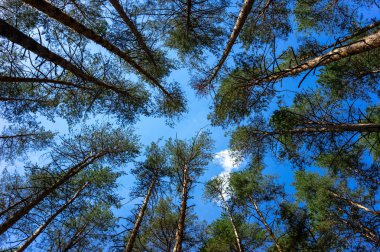 Ormandaki çam ağaçlarının tepeleri.