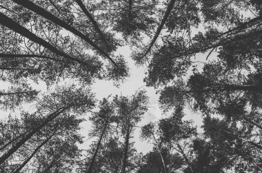 Ormandaki çam ağaçlarının en fazla. Tek renkli fotoğraf