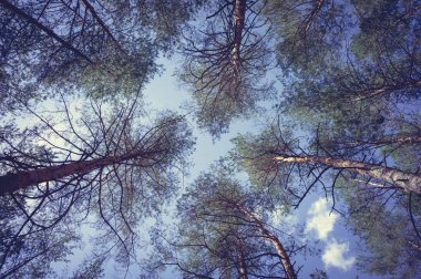 Ormandaki çam ağaçlarının tepeleri.