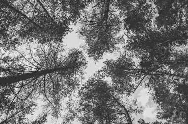 Ormandaki çam ağaçlarının en fazla. Tek renkli fotoğraf