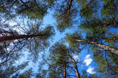 Ormandaki çam ağaçlarının tepeleri.