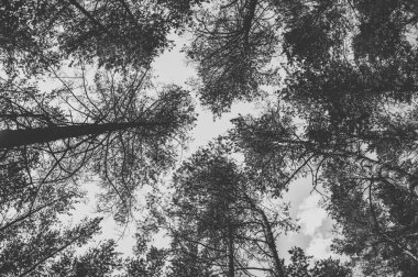 Ormandaki çam ağaçlarının en fazla. Tek renkli fotoğraf