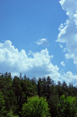 Gökyüzü bulutlar ve iğne yapraklı orman üst kısımları ile.