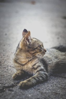 Güzel evsiz gri kedi yaz portresi.