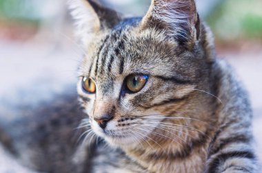 Güzel evsiz gri kedi yaz portresi.