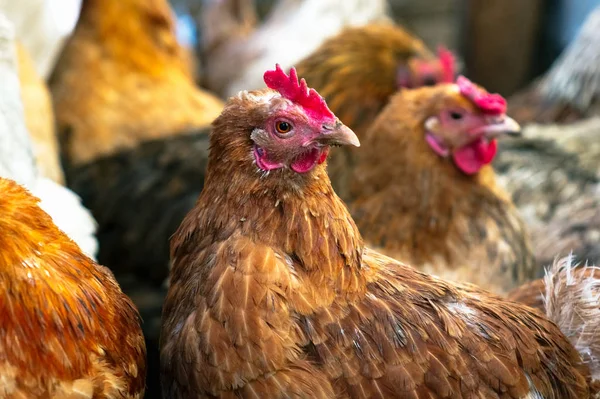 Çiftlikteki tavuklar. Tonlanmış, stil, renk fotoğrafı.