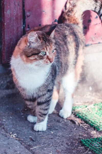 Porträt Einer Roten Katze Auf Dem Land — Stockfoto