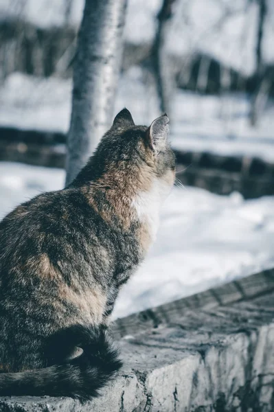 Porträt Einer Roten Katze Auf Dem Land — Stockfoto