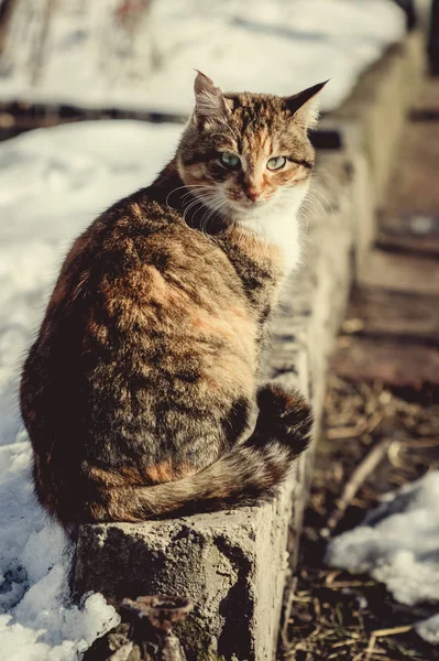 Портрет Красной Кошки Деревне — стоковое фото