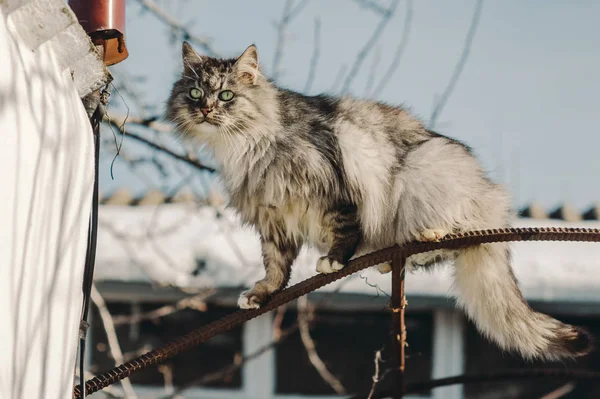 Ritratto Gatto Grigio Rurale — Foto Stock