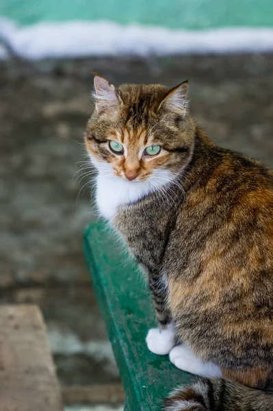 Porträt Einer Roten Katze Auf Dem Land — Stockfoto