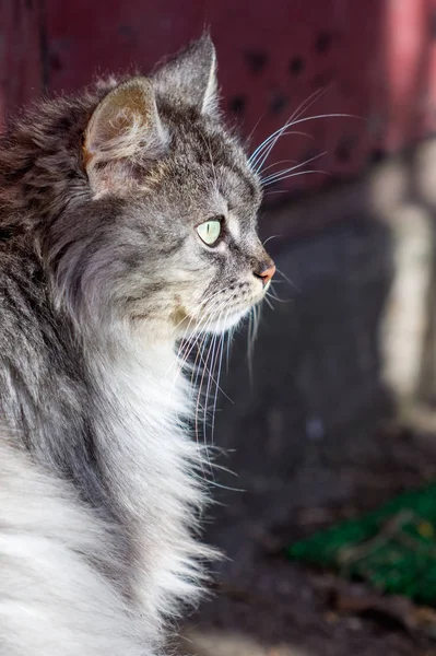 Porträt Einer Grauen Landkatze — Stockfoto