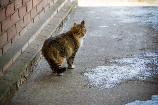 Porträt Einer Roten Katze Auf Dem Land — Stockfoto