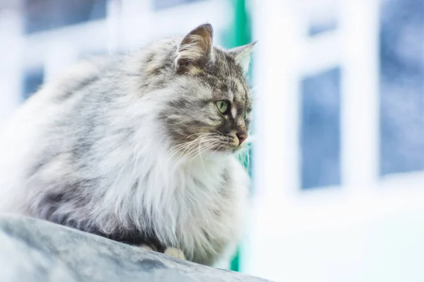 Porträt Einer Grauen Landkatze — Stockfoto