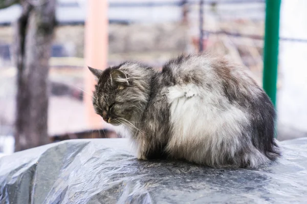 Gri Bir Kırsal Kedi Portresi — Stok fotoğraf