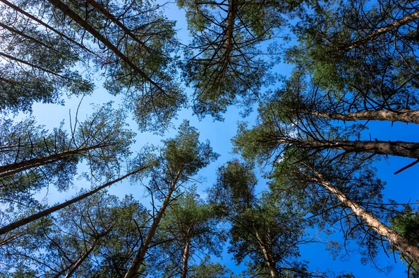Ormandaki çam ağaçlarının tepeleri.