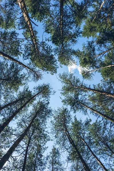 Hauts Pins Dans Forêt — Photo