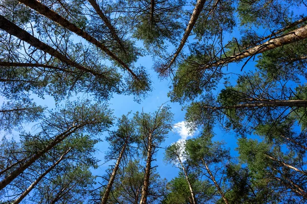 Ormandaki çam ağaçlarının tepeleri.