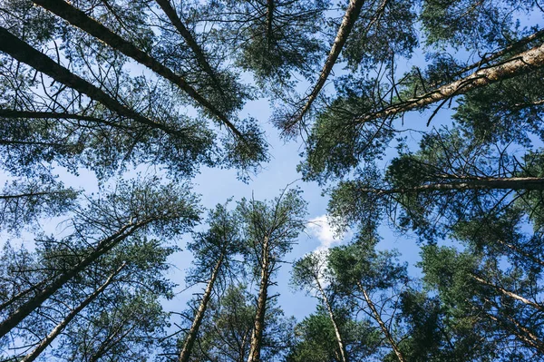 Hauts Pins Dans Forêt — Photo
