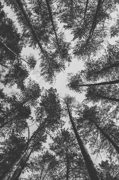 Κορυφές Των Πεύκων Στο Δάσος Μονόχρωμη Φωτογραφία — Φωτογραφία Αρχείου