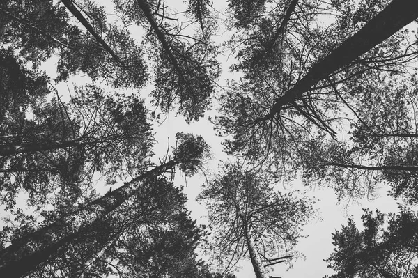 Szczyty Drzew Sosnowych Lesie Monochromatycznych Zdjęć — Zdjęcie stockowe