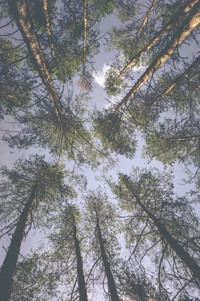 Cime Pini Nella Foresta — Foto Stock
