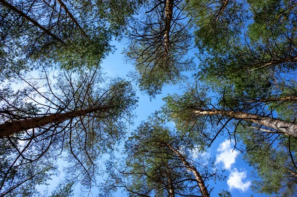 Hauts Pins Dans Forêt — Photo