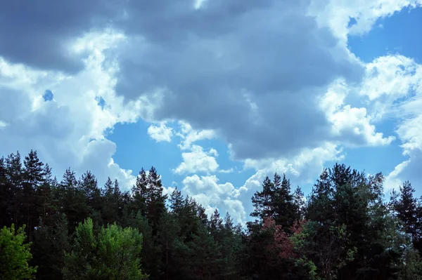 Himmel Mit Wolken Und Den Wipfeln Des Nadelwaldes — Stockfoto