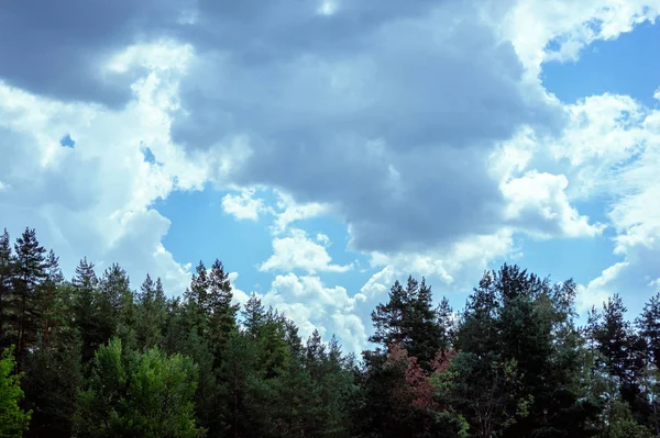 Cielo Con Nubes Las Cimas Del Bosque Coníferas — Foto de Stock