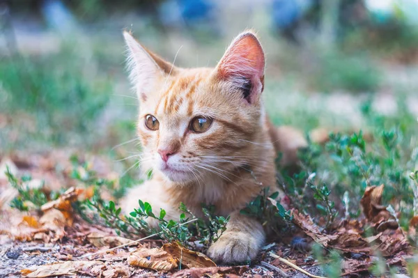Sommerporträt Der Schönen Obdachlosen Roten Katze — Stockfoto