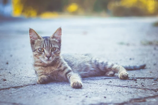 Sommerporträt Der Schönen Obdachlosen Grauen Katze — Stockfoto