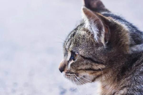 Güzel Evsiz Gri Kedi Yaz Portresi — Stok fotoğraf