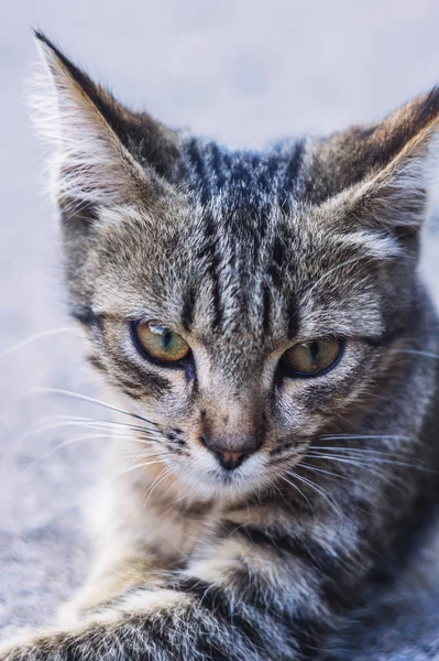 Retrato Verão Belo Gato Cinza Sem Teto — Fotografia de Stock