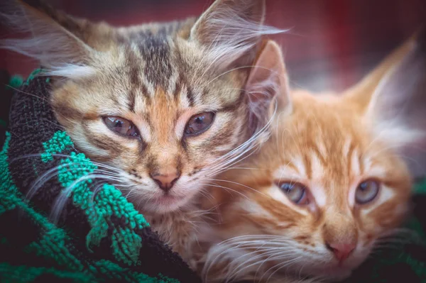 Két Aranyos Cica Ban Egy Törülköző — Stock Fotó