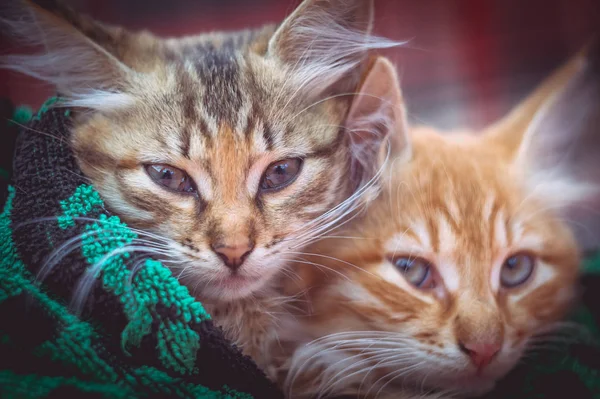 Deux Chatons Mignons Dans Une Serviette — Photo