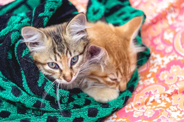 Zwei Süße Kätzchen Einem Handtuch — Stockfoto