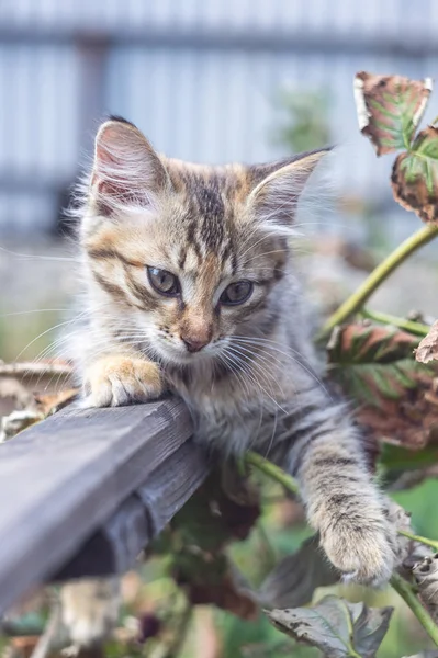 Porträt Einer Schönen Grauen Dorfkatze Sommer — Stockfoto