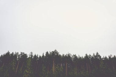 Çam ormanı gri gökyüzü karşı ağaçların en fazla. Metin için yer ile tasarım için hazırlık