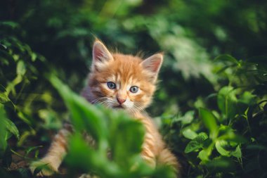 Çim de sevimli kırmızı kedi.