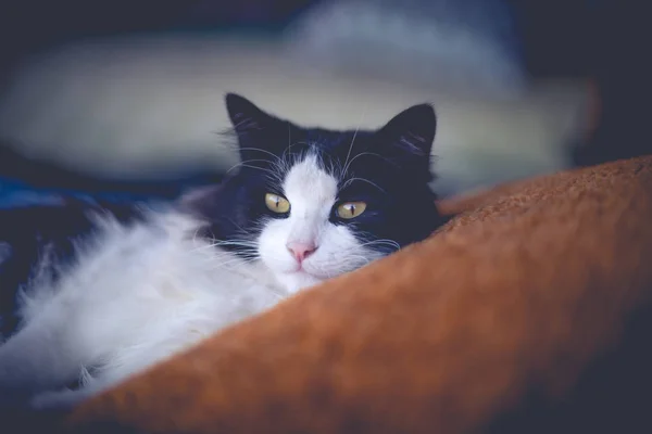 Schöne Schwarz Weiße Katze Liegt Auf Dem Kopfkissen — Stockfoto