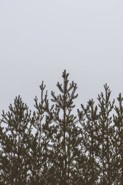 Çam ormanı ve gökyüzünün silueti. Metin için yer