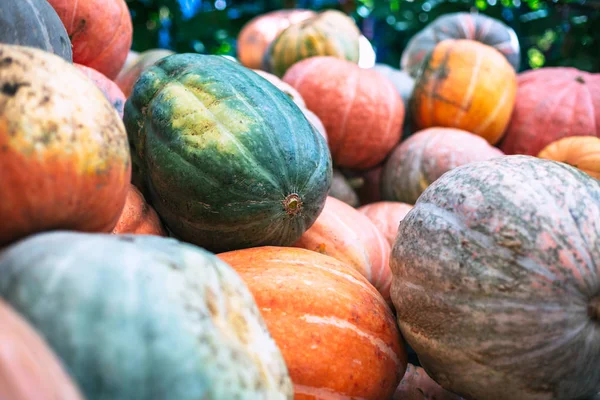 Montón Grandes Calabazas Sucias — Foto de Stock