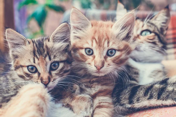 Yavru Kedi Anneleri Bir Paket Üzerinde — Stok fotoğraf