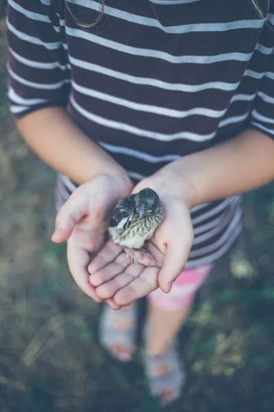 Μικρό Πουλί Που Έπεσε Από Φωλιά Του Στα Χέρια Ενός — Φωτογραφία Αρχείου