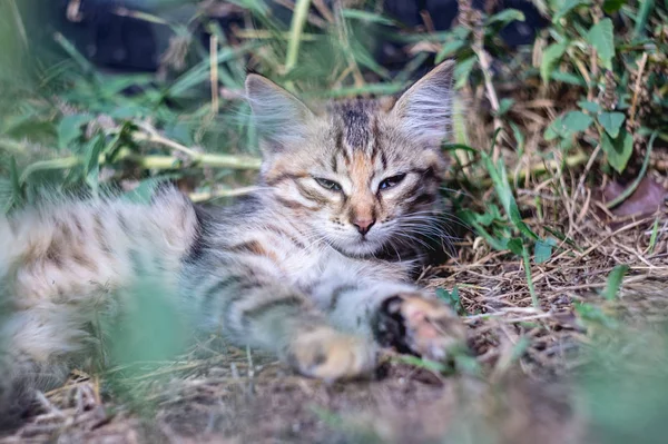 Szary Kot Leży Zielonej Trawie — Zdjęcie stockowe