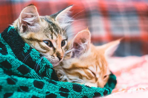Két Aranyos Cica Ban Egy Törülköző — Stock Fotó