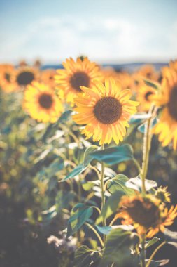 Öğleden sonra güzel ayçiçeği alan