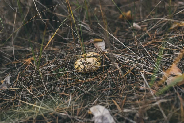 Otların arasında bir çam ormanı içinde mantar Suillus.