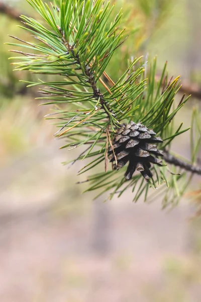 Cône Pin Sur Une Branche — Photo